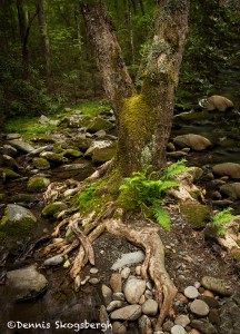 5314 Tree, Sam's Creek, Spring, Great Smoky Mountains National Park, TN