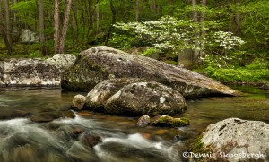 5315 Spring, Great Smoky Mountains National Park, TN