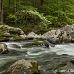 5316 Cascade, Spring, Great Smoky Mountains National Park, TN