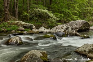 5316 Cascade, Spring, Great Smoky Mountains National Park, TN