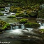 5326 Cascade, Spring, Great Smoky Mountains National Park, TN