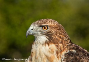 5353 Red-tailed Hawk (Buteo jamaicensis)