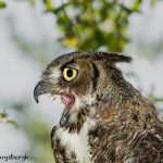 5355 Great Horned Owl (Bubo virginianus)