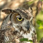 5356 Great Horned Owl (Bubo virginianus)