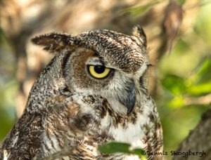 5356 Great Horned Owl (Bubo virginianus)