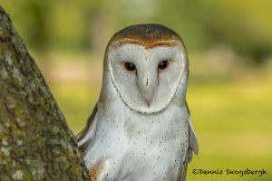 5359 Barn Owl (Tyto alba)