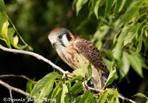 5360 American Kestrel (Falco sparverius)
