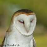 5361 Barn Owl (Tyto alba)