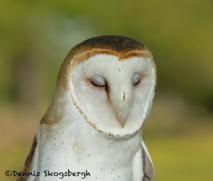 5361 Barn Owl (Tyto alba)