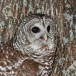 5363 Barred Owl (Strix varia)