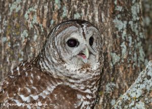 5363 Barred Owl (Strix varia)