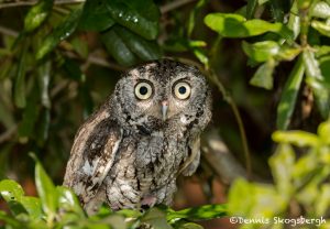 5364 Eastern Screech Owl (Megascops asia)