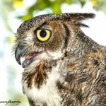 5365 Great Horned Owl (Bubo virginianus)