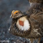 5386 Dusky Grouse (Dendragapus obscurus), Grand Teton National Park, WY