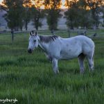 5395 Sunrise, Mormon Row Horse Ranch, Grand Teton National Park, WY