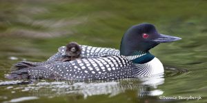 5407 Common Loon (Gavia immer) and Chick, Lac Le Jeune, BC