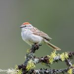 5415 Chipping Sparrow (Spizella passerina), Kamloops, BC