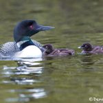 5417 Common Loon (Gavia immer) and Chicks, Lac Le Jeune, BC