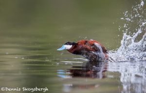 5419 Ruddy Duck (Oxyura jamaicensis), Kamloops, BC