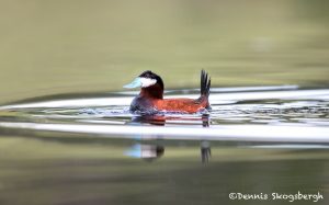 5420 Ruddy Duck (Oxyura jamaicensis), Kamloops, BC