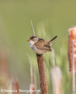 5422 Marsh Wren (Cistothorus palustris), Lac Le Jeune, BC