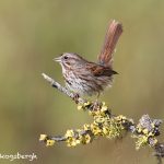 5424 Song Sparrow (Melospiza melodia), Lac Le Jeune, BC