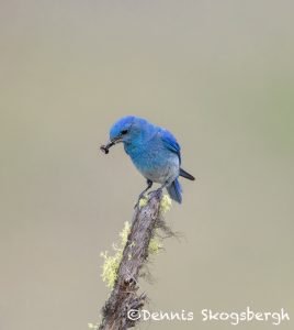 5429 Male Mountain Bluebird (Sialia-currucoides), Kamloops, BC