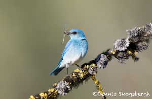 5430 Male Mountain Bluebird (Sialia currucoides), Kamloops, BC