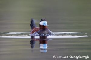 5434 Ruddy Duck (Oxyura jamaicensis), Kamloops, BC
