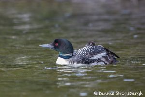 5435 Common Loon (Gavia immer) and Chick, Lac Le Jeune, BC