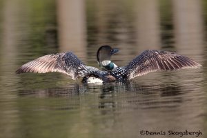 5437 Common Loon (Gavia immer), Lac Le Jeune, BC