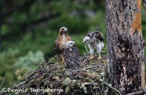 5439 Red-tailed Hawk Nest with Chicks, Kamloops, BC