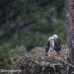 5440 Red-tailed Hawk Nest and Chicks, Kamloops, BC