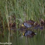 5442 Sora (Porzana carolina), Lac Le Jeune, BC