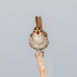 5443 Marsh Wren (Cistothorus palustris), Lac Le Jeune, BC