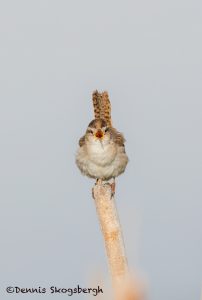 5443 Marsh Wren (Cistothorus palustris), Lac Le Jeune, BC