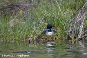 5445 Common Loon (Gavia immer) on Nest, Lac Le Jeune, BC