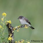 5446 Willow Flycatcher (Empidonax traillii), Kamloops, BC