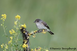 5446 Willow Flycatcher (Empidonax traillii), Kamloops, BC