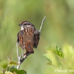 5451 Song Sparrow (Melospiza melodia), Lac Le Jeune, BC