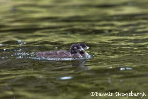 5454 Common Loon (Gavia-immer) Chicks, Lac Le Jeune, BC