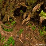 5493 Hoh Rainforest, Hall of Mosses Trail, Olympic National Park, WA