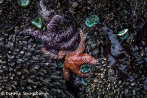 5496 Sea Stars, Ruby Beach, Olympic National Park, WA