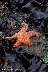 5512 Sea Star, Ruby Beach, Olympic National Park, WA