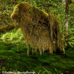 5502 Hoh Rainforest, Olympic National Park, WA