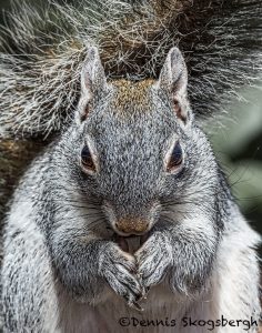 5527 Arizona Gray Squirrel (Sciurus arizonensis)