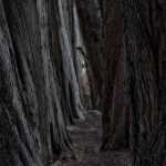 5576 Cypress Trees, Sea Ranch, California
