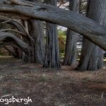 5579 Cypress Trees, Sea Ranch, California