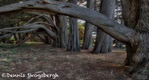 5579 Cypress Trees, Sea Ranch, California