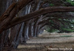 5582 Cypress Tree Grove, Point Reyes, California